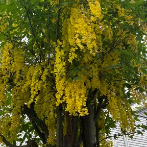 キングサリとは｜育て方がわかる植物図鑑｜みんなの趣味の園芸（NHK出版）
