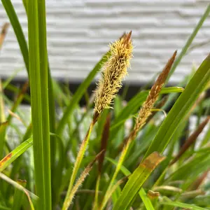 カレックスとは｜育て方がわかる植物図鑑｜みんなの趣味の園芸（NHK出版）