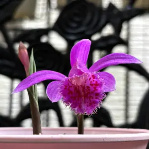 トキソウとは｜育て方がわかる植物図鑑｜みんなの趣味の園芸（NHK出版）