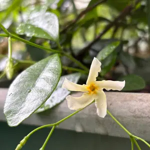 MM様ご参考ピンクテイカカズラ テイカカズラの写真｜植物図鑑｜みんなの趣味の園芸