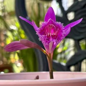 トキソウとは｜育て方がわかる植物図鑑｜みんなの趣味の園芸（NHK出版）