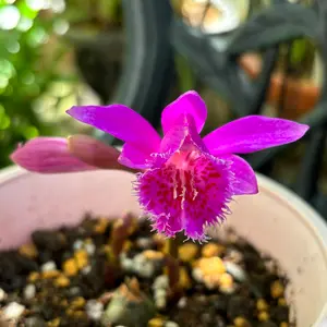 トキソウとは｜育て方がわかる植物図鑑｜みんなの趣味の園芸（NHK出版）