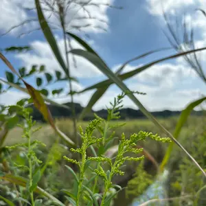 キリンソウの写真｜植物図鑑｜みんなの趣味の園芸