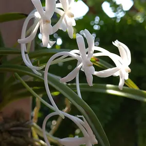 フウランの写真〔6ページ目〕｜植物図鑑｜みんなの趣味の園芸