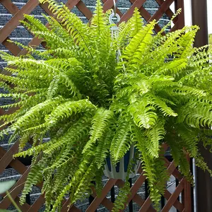 ネフロレピス（タマシダの仲間）とは｜育て方がわかる植物図鑑
