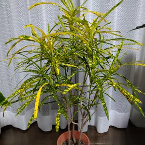 クロトンとは｜育て方がわかる植物図鑑｜みんなの趣味の園芸（NHK出版）