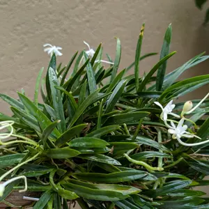 フウランの写真〔6ページ目〕｜植物図鑑｜みんなの趣味の園芸