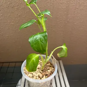 ディフェンバキアとは・基本情報｜育て方がわかる植物図鑑｜みんなの
