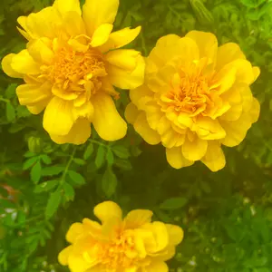 マリーゴールドとは｜育て方がわかる植物図鑑｜みんなの趣味の園芸