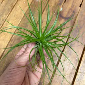 チランジア（ティランジア、エアプランツ）とは｜育て方がわかる植物