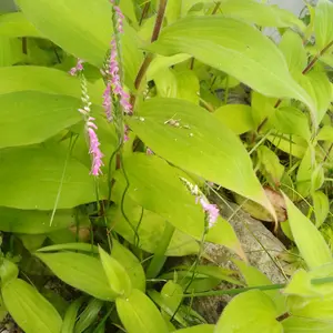 ネジバナの種類（原種、品種）｜植物図鑑｜みんなの趣味の園芸（NHK出版）