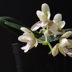 ナゴランとは｜育て方がわかる植物図鑑｜みんなの趣味の園芸（NHK出版）