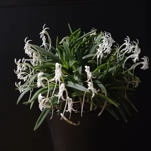 フウランの種類（原種、品種）｜植物図鑑｜みんなの趣味の園芸（NHK出版）