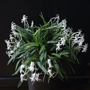 フウランの写真｜植物図鑑｜みんなの趣味の園芸
