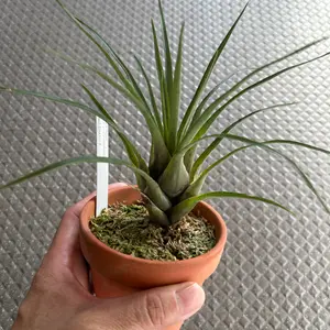 フリーセアの種類（原種、品種）｜植物図鑑｜みんなの趣味の園芸（NHK