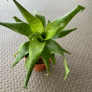 フリーセアとは｜育て方がわかる植物図鑑｜みんなの趣味の園芸（NHK出版）