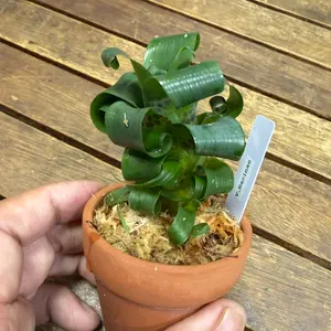 フリーセアとは・基本情報｜育て方がわかる植物図鑑｜みんなの趣味の