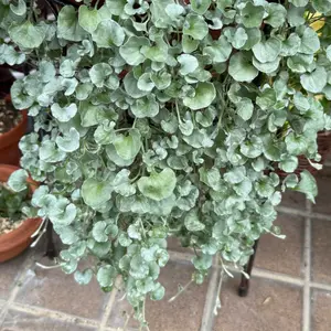 ダイコンドラ（ディコンドラ）の育て方・栽培方法｜植物図鑑｜みんなの