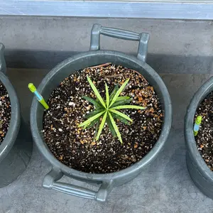 イヌマキとは｜育て方がわかる植物図鑑｜みんなの趣味の園芸（NHK出版）