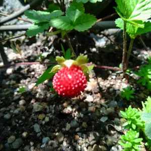 ワイルドストロベリーの種類（原種、品種）｜植物図鑑｜みんなの趣味の