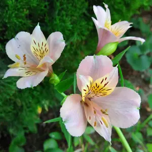 アルストロメリアの写真｜植物図鑑｜みんなの趣味の園芸