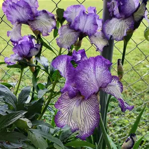 ジャーマンアイリスとは｜育て方がわかる植物図鑑｜みんなの趣味の園芸
