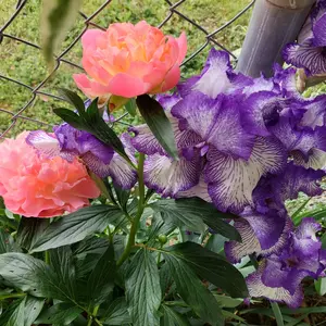ジャーマンアイリスとは｜育て方がわかる植物図鑑｜みんなの趣味の園芸