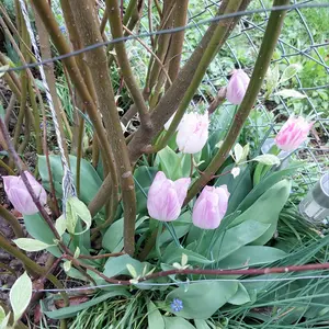 チューリップの種類（原種、品種）｜植物図鑑｜みんなの趣味の園芸