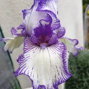 ジャーマンアイリスとは｜育て方がわかる植物図鑑｜みんなの趣味の園芸
