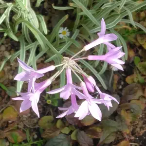 ツルバギアの育て方・栽培方法｜植物図鑑｜みんなの趣味の園芸（NHK出版）