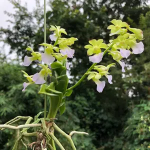 Banna バンナ　子株oc バンダカプランツ由来 植物図鑑｜みんなの趣味の園芸 バンダの種類 品種 バンナ 原種 子株oc