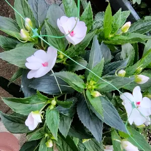 4寸ニューギニアインパチェンス 早く植え替えられる方にお願いします