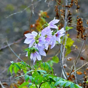 皇帝ダリアとは｜育て方がわかる植物図鑑｜みんなの趣味の園芸（NHK出版）