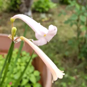 キルタンサスの種類（原種、品種）｜植物図鑑｜みんなの趣味の園芸