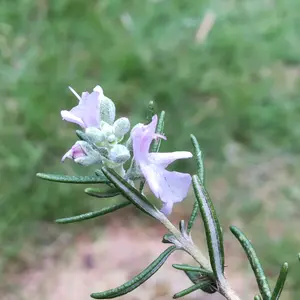 ローズマリーの種類（原種、品種）｜植物図鑑｜みんなの趣味の園芸