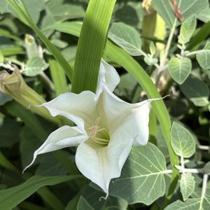 ダチュラとは・基本情報｜育て方がわかる植物図鑑｜みんなの趣味の園芸