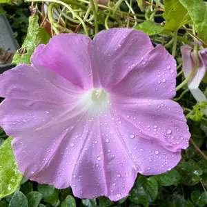 変化朝顔（アサガオ）の写真｜植物図鑑｜みんなの趣味の園芸