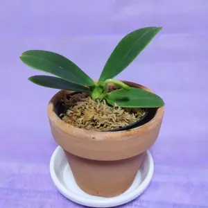 ナゴランとは｜育て方がわかる植物図鑑｜みんなの趣味の園芸（NHK出版）