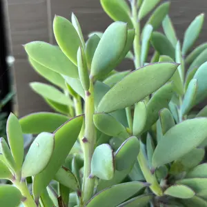 セネシオ（多肉植物）とは｜育て方がわかる植物図鑑｜みんなの趣味の