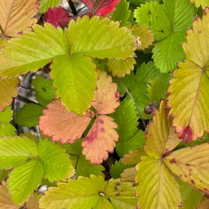 ワイルドストロベリーの種類（原種、品種）｜植物図鑑｜みんなの趣味の