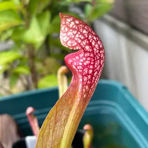 サラセニアとは｜育て方がわかる植物図鑑｜みんなの趣味の園芸（NHK出版）