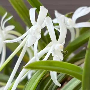 フウランの写真｜植物図鑑｜みんなの趣味の園芸