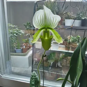 パフィオペディラムの種類（原種、品種）｜植物図鑑｜みんなの趣味の