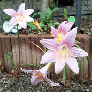 ゼフィランサスとは｜育て方がわかる植物図鑑｜みんなの趣味の園芸