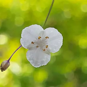 ブライダルベールとは｜育て方がわかる植物図鑑｜みんなの趣味の園芸