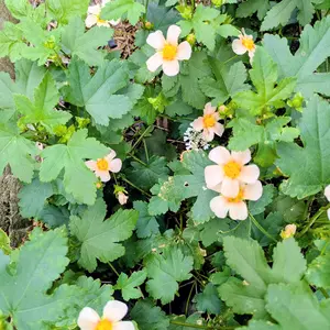 マルバストラムとは｜育て方がわかる植物図鑑｜みんなの趣味の園芸
