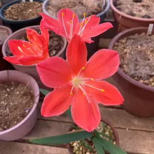 キルタンサスとは｜育て方がわかる植物図鑑｜みんなの趣味の園芸（NHK