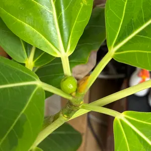 フィカス・アルティシマとは｜育て方がわかる植物図鑑｜みんなの趣味の