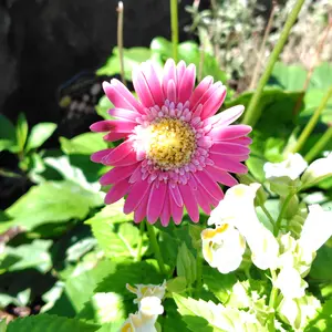 ガーベラの種類（原種、品種）｜植物図鑑｜みんなの趣味の園芸（NHK出版）