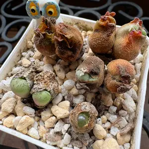 コノフィツムの写真｜植物図鑑｜みんなの趣味の園芸
